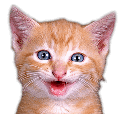 Happy cat