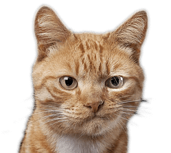 Sad face cat